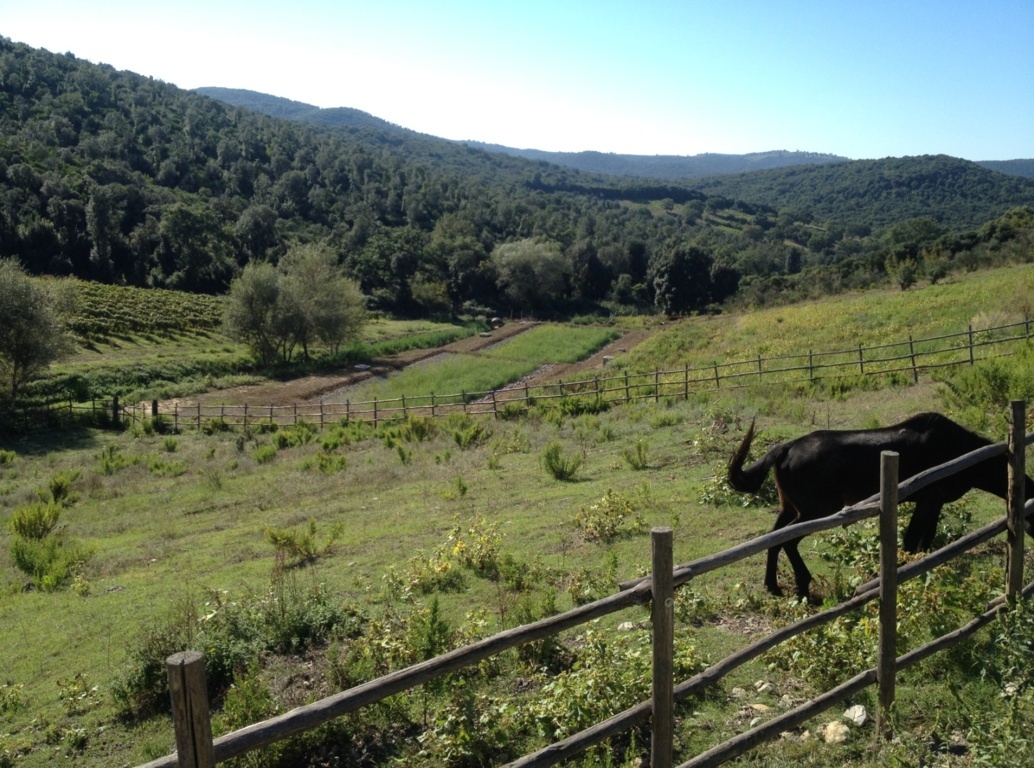 IRIDRA progetto per Cantina Brancaia in Maremma