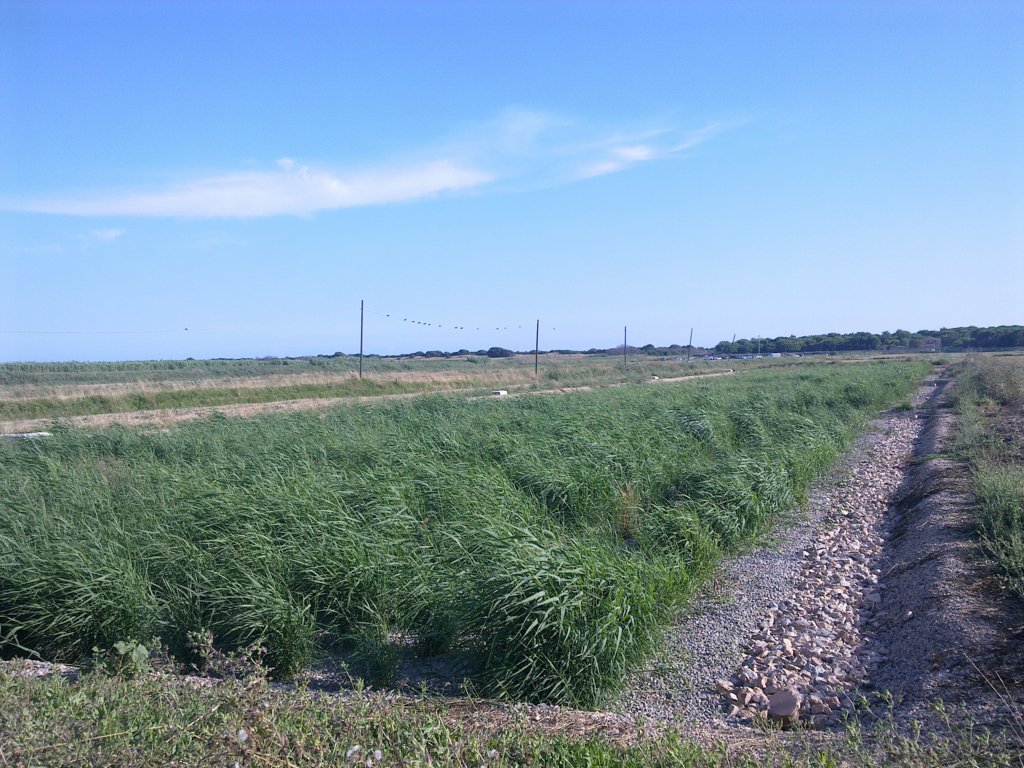 IRIDRA progetto per Trattamento terziario depuratore del campeggio in località Chiarore-Graticcia, Capalbio (GR)